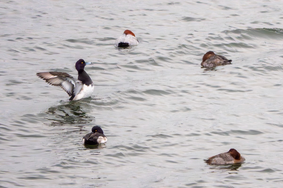 Kanadabergente - ML645731847