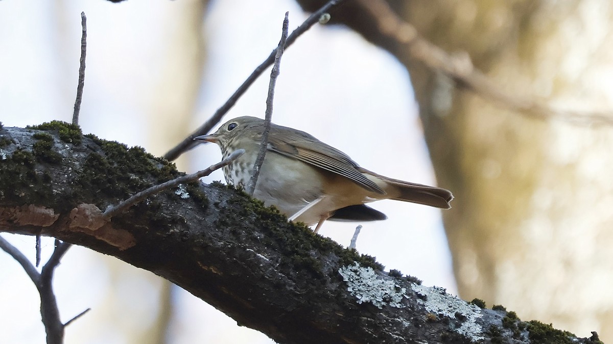 drozd rezavoocasý - ML645731849