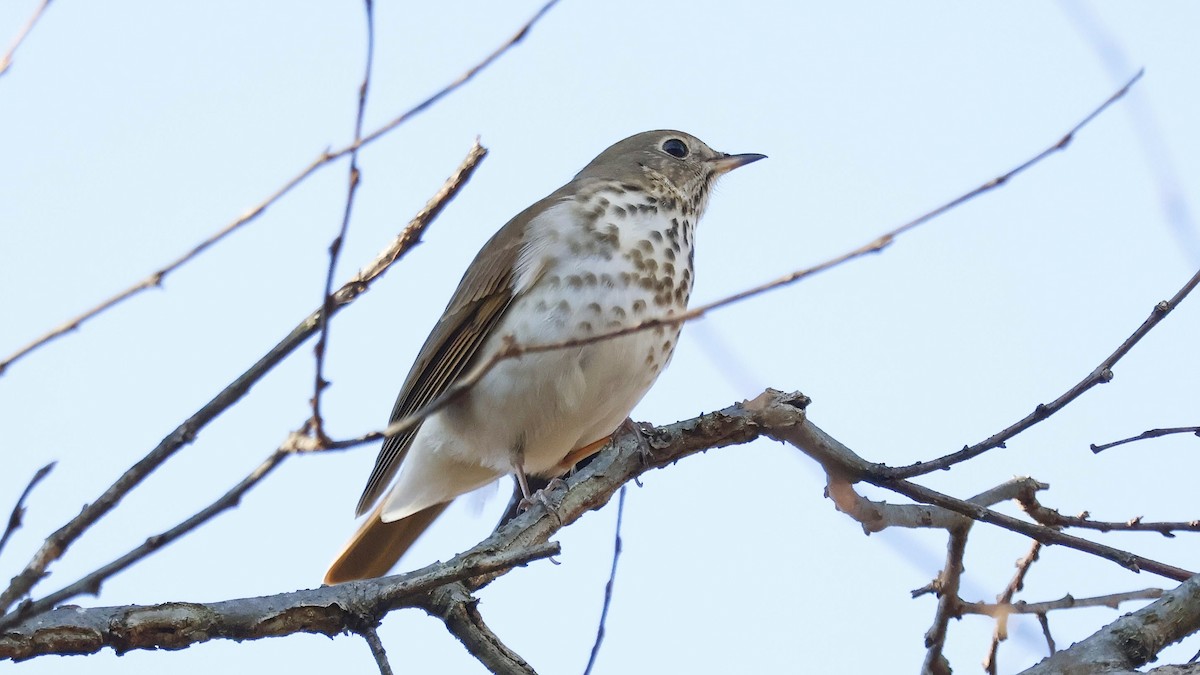 drozd rezavoocasý - ML645731850