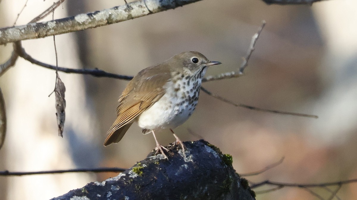 drozd rezavoocasý - ML645731851