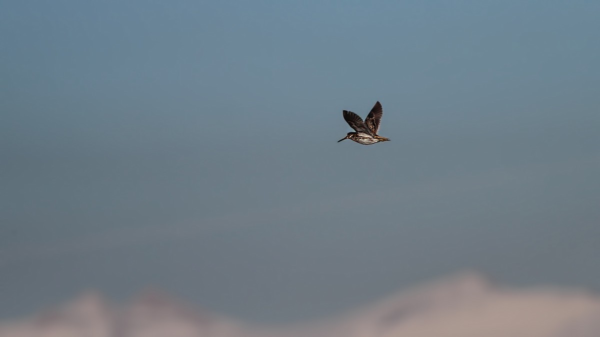 Jack Snipe - ML645731852