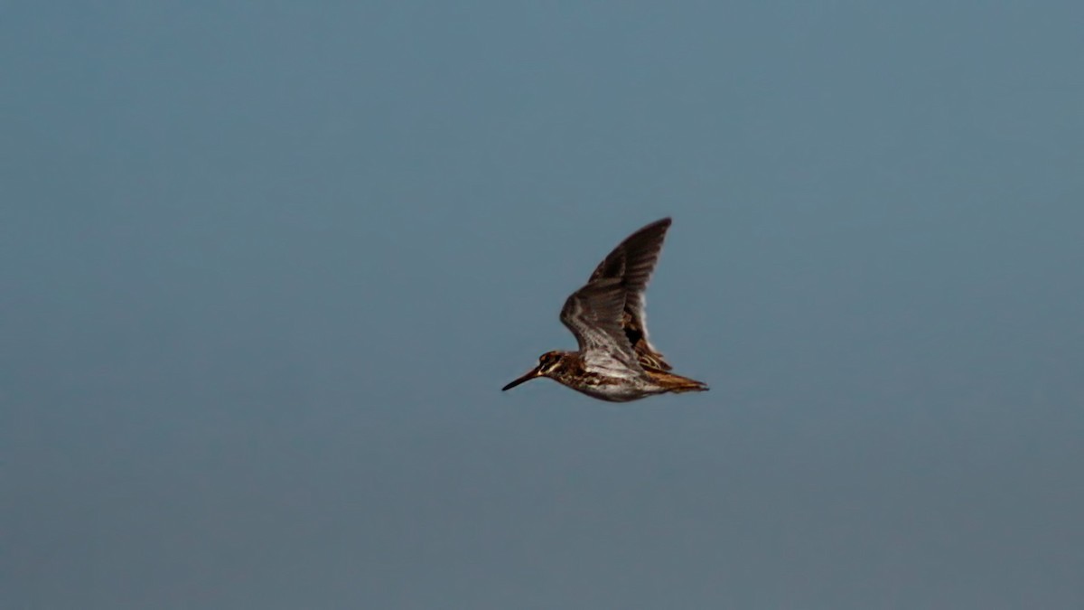 Jack Snipe - ML645731853