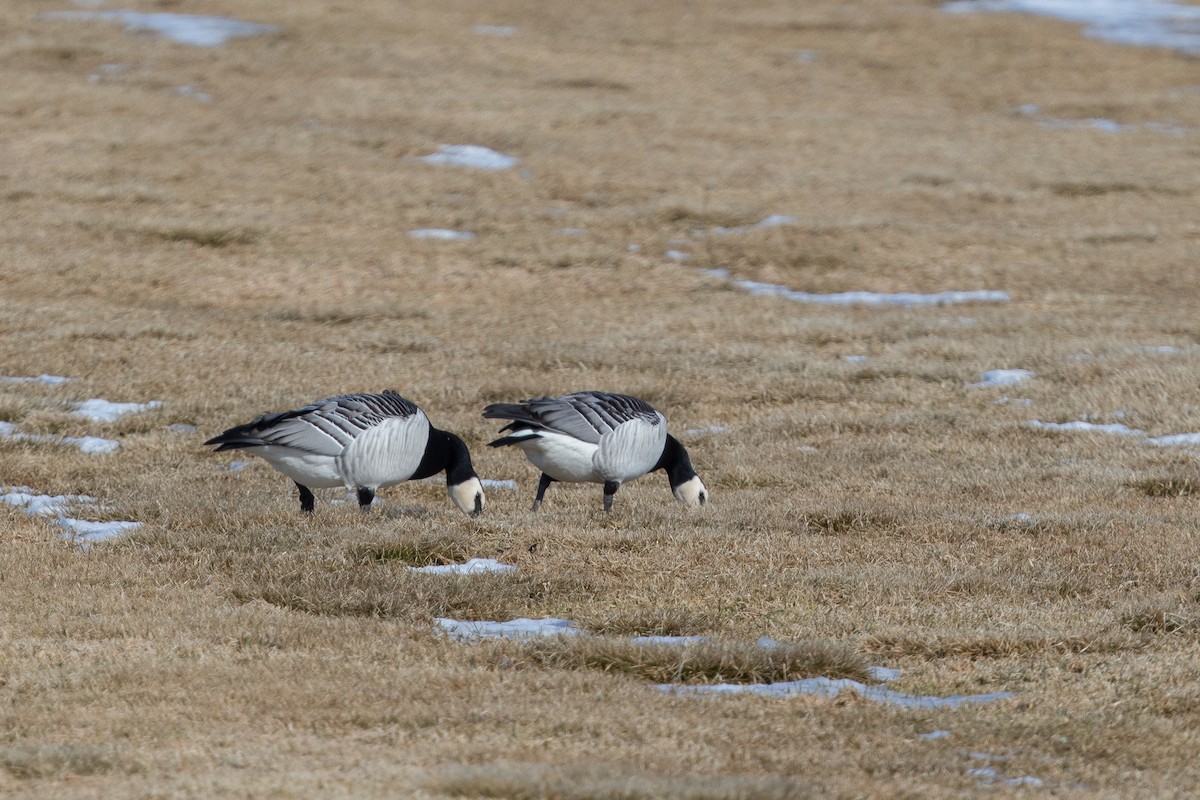 Barnacle Goose - ML645731854