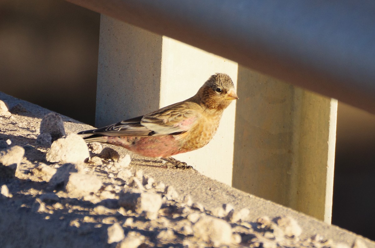 pěnkavice coloradská - ML645731857