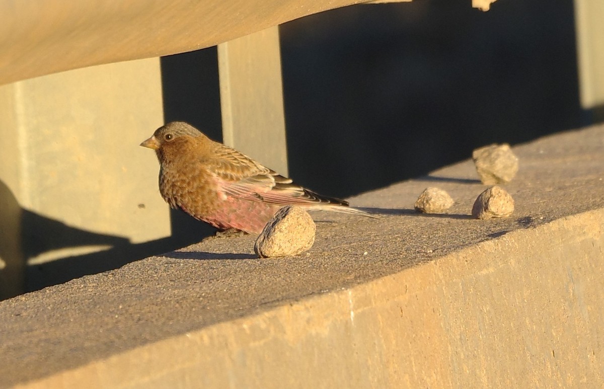 pěnkavice coloradská - ML645731858