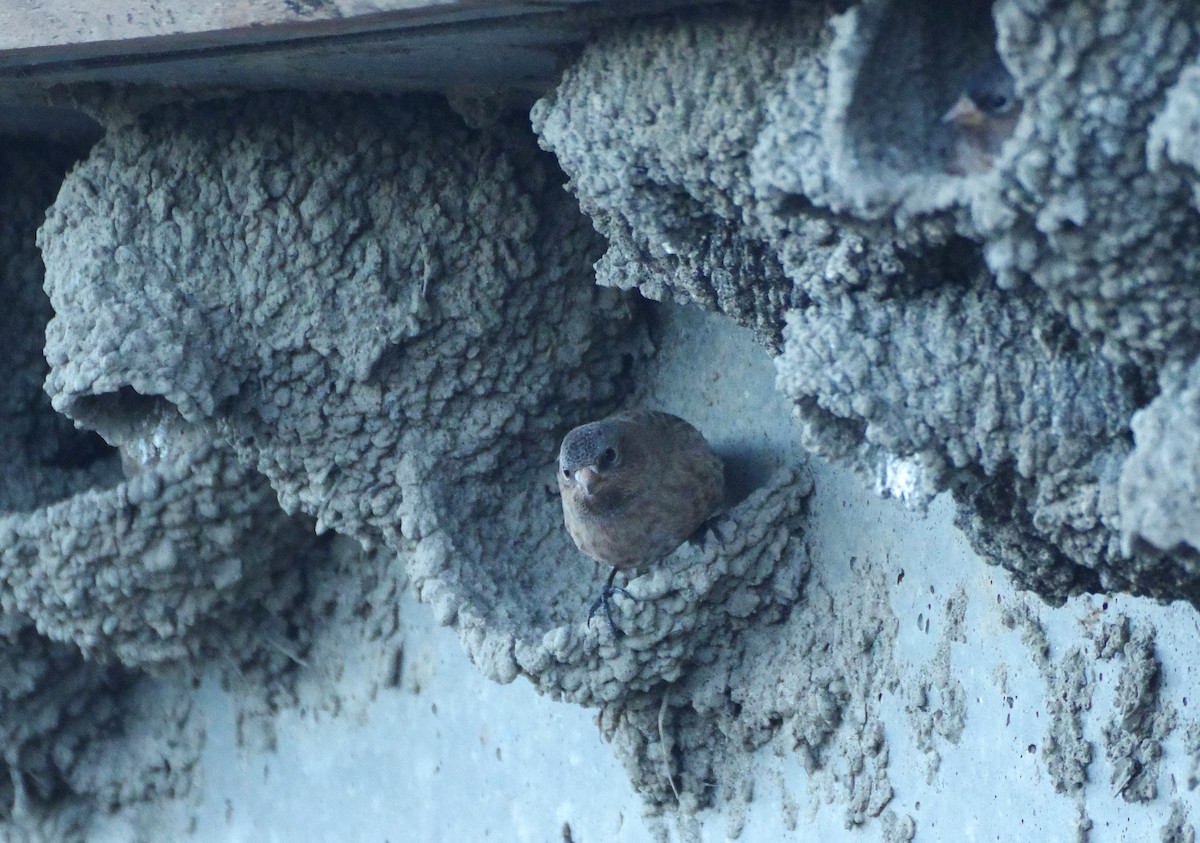 pěnkavice coloradská - ML645731859