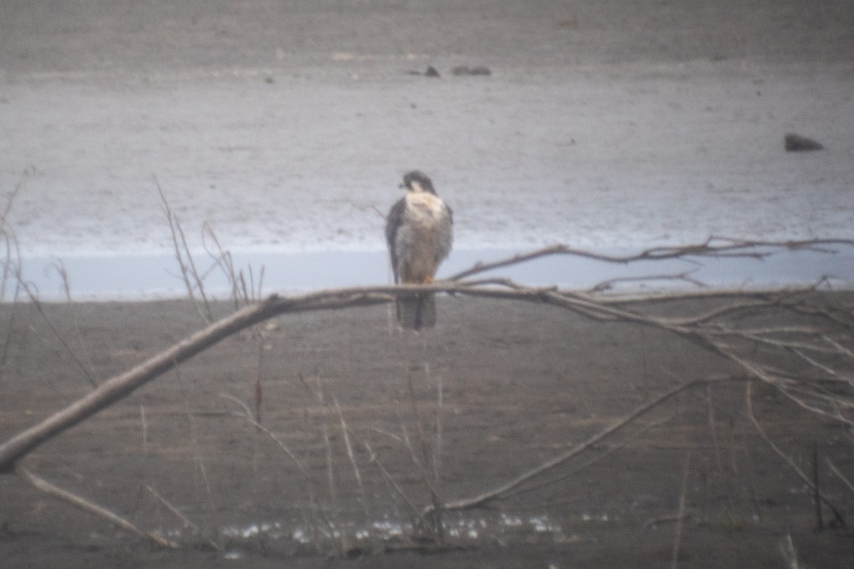 Peregrine Falcon (Tundra) - ML645731861