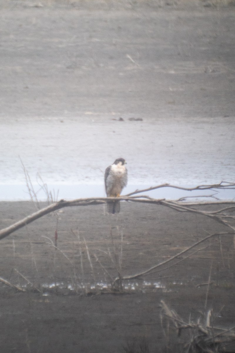 Peregrine Falcon (Tundra) - ML645731862