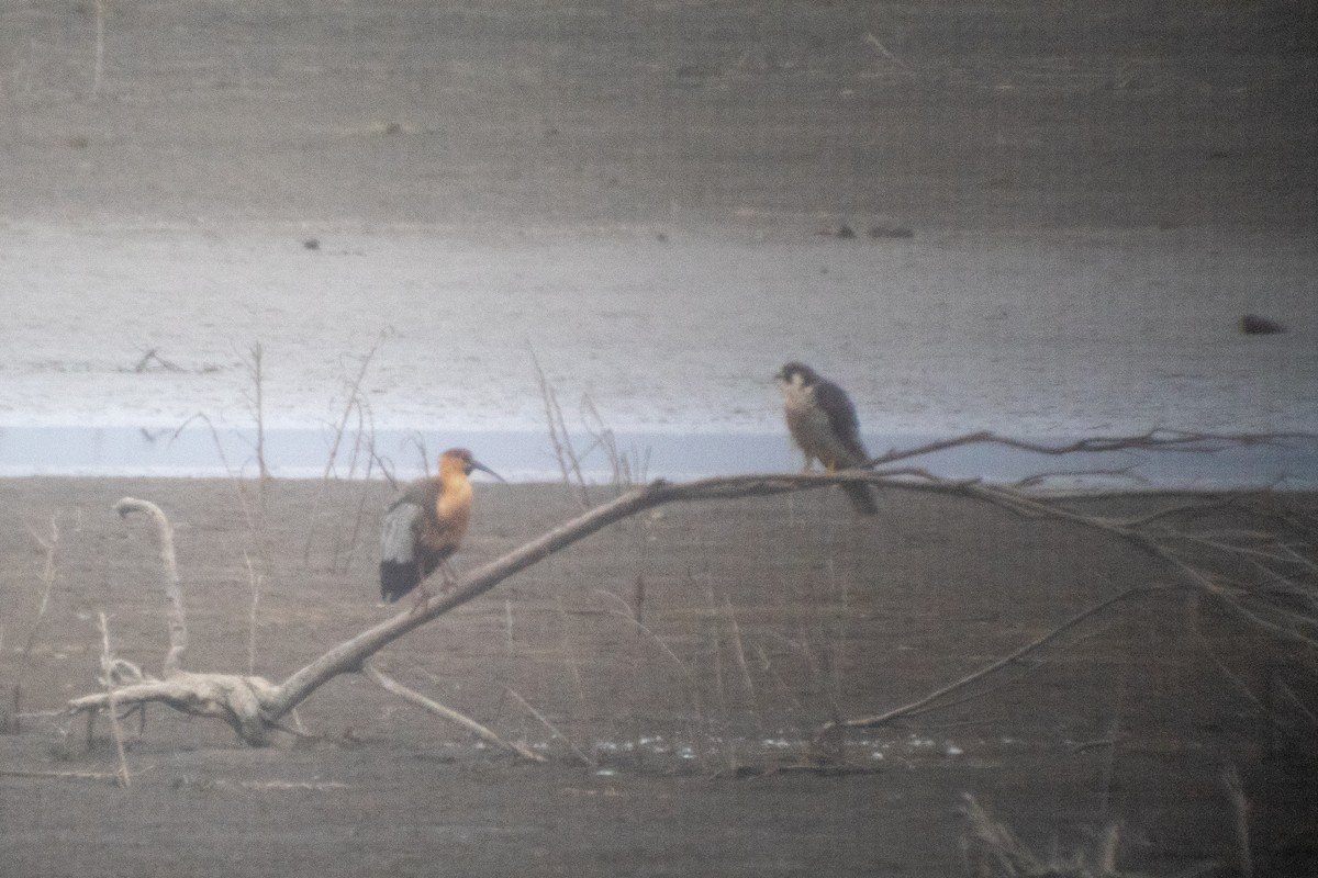 Peregrine Falcon (Tundra) - ML645731863