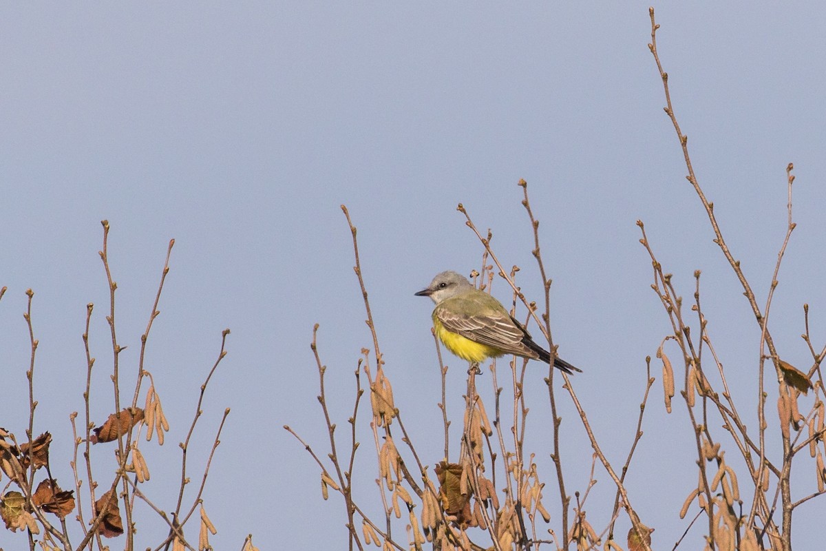 ニシタイランチョウ - ML645731865