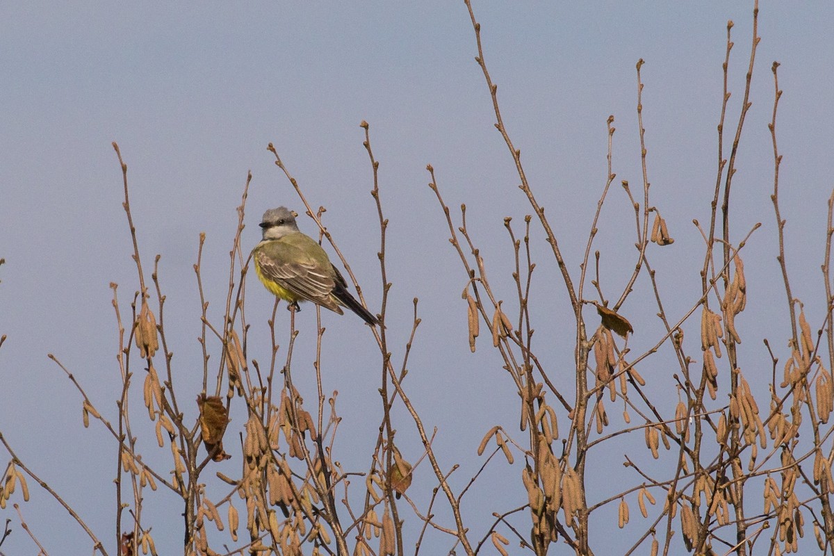 ニシタイランチョウ - ML645731866