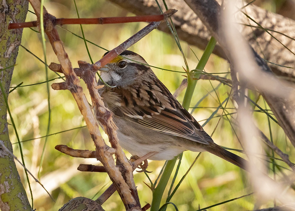 White-throated Sparrow - ML645731872