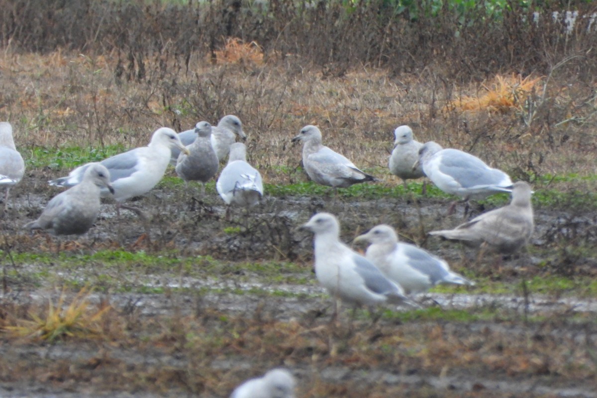 Iceland Gull (Thayer's) - ML645731876