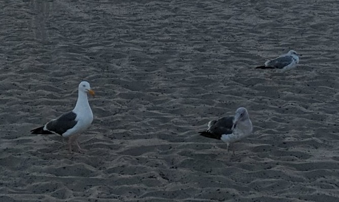 アメリカオオセグロカモメ - ML645731877