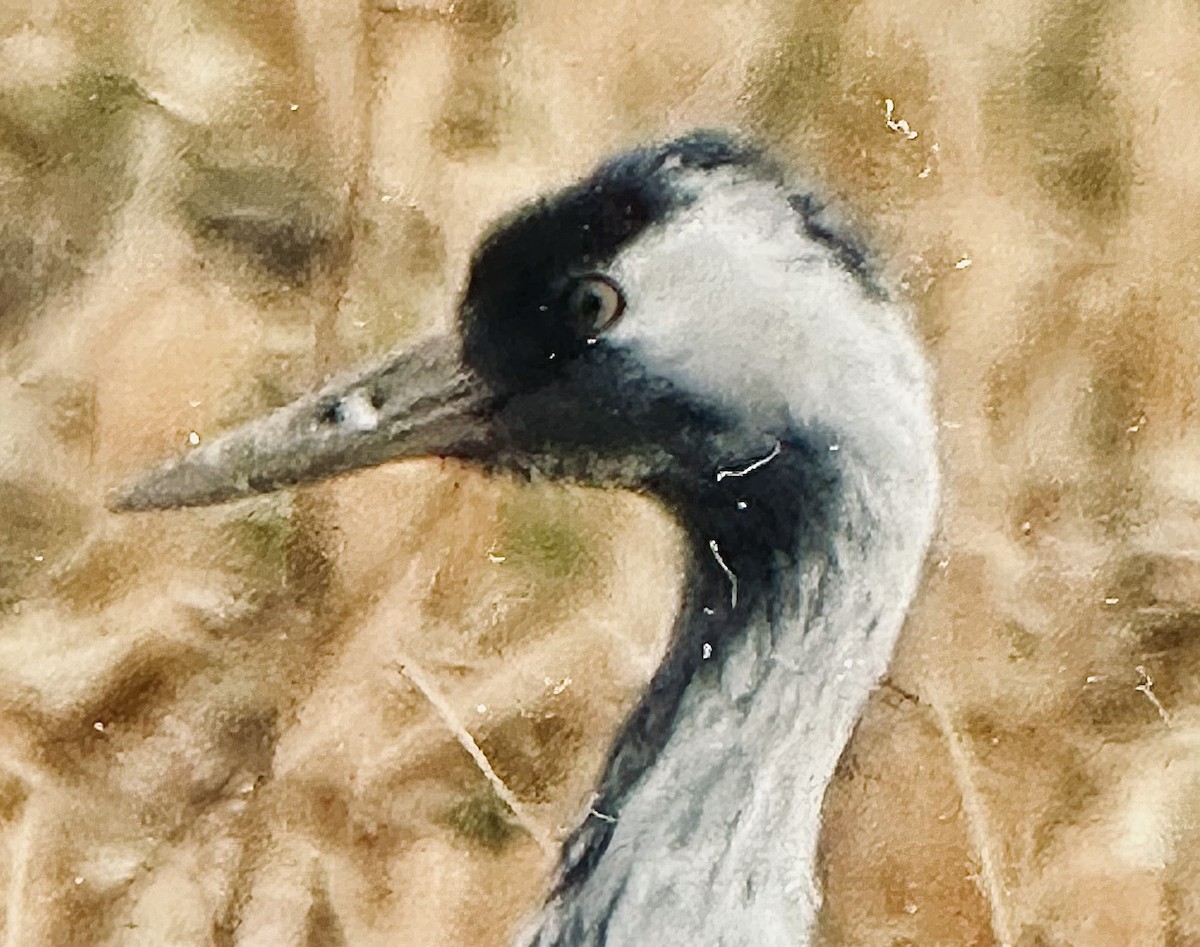 Common Crane - ML645731880