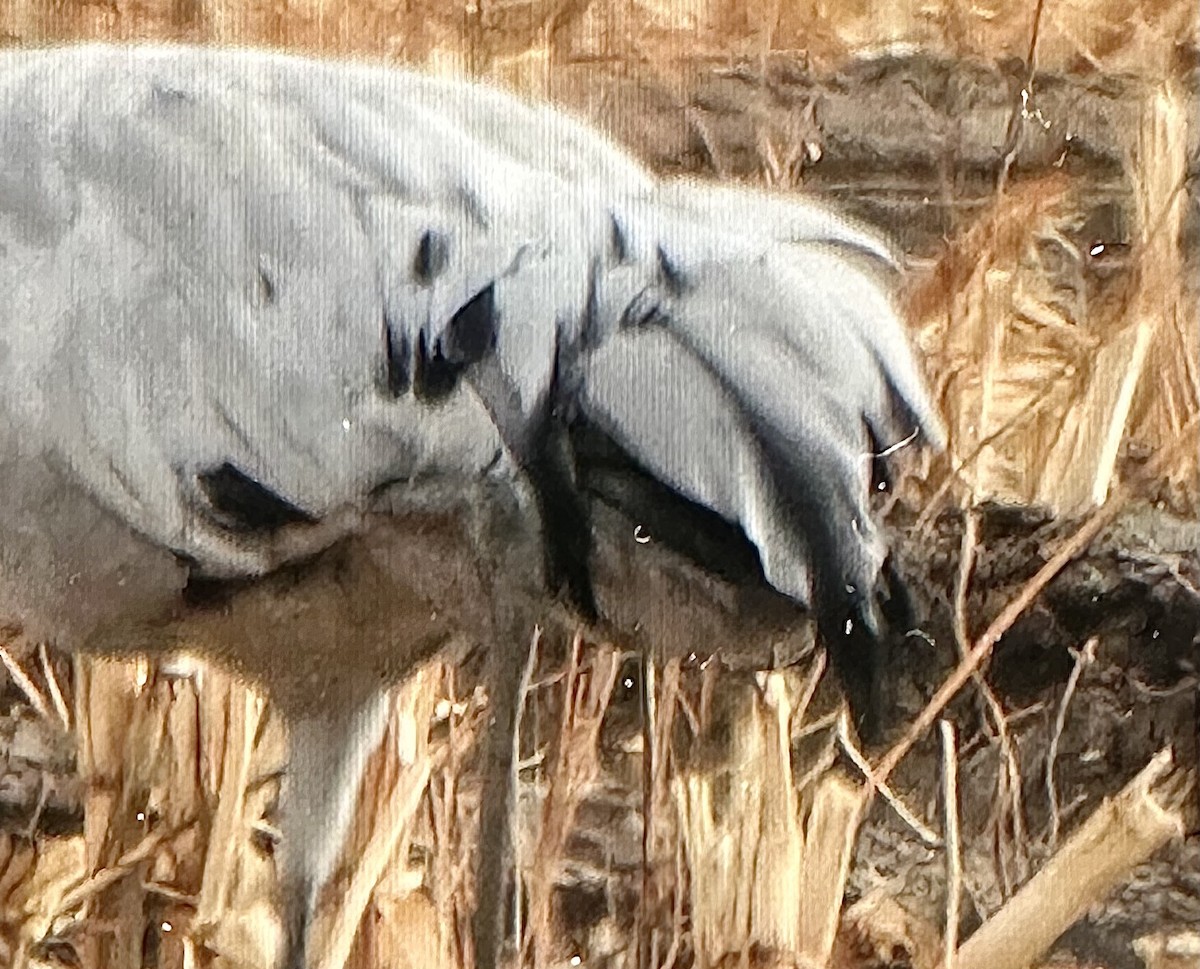 Common Crane - ML645731881