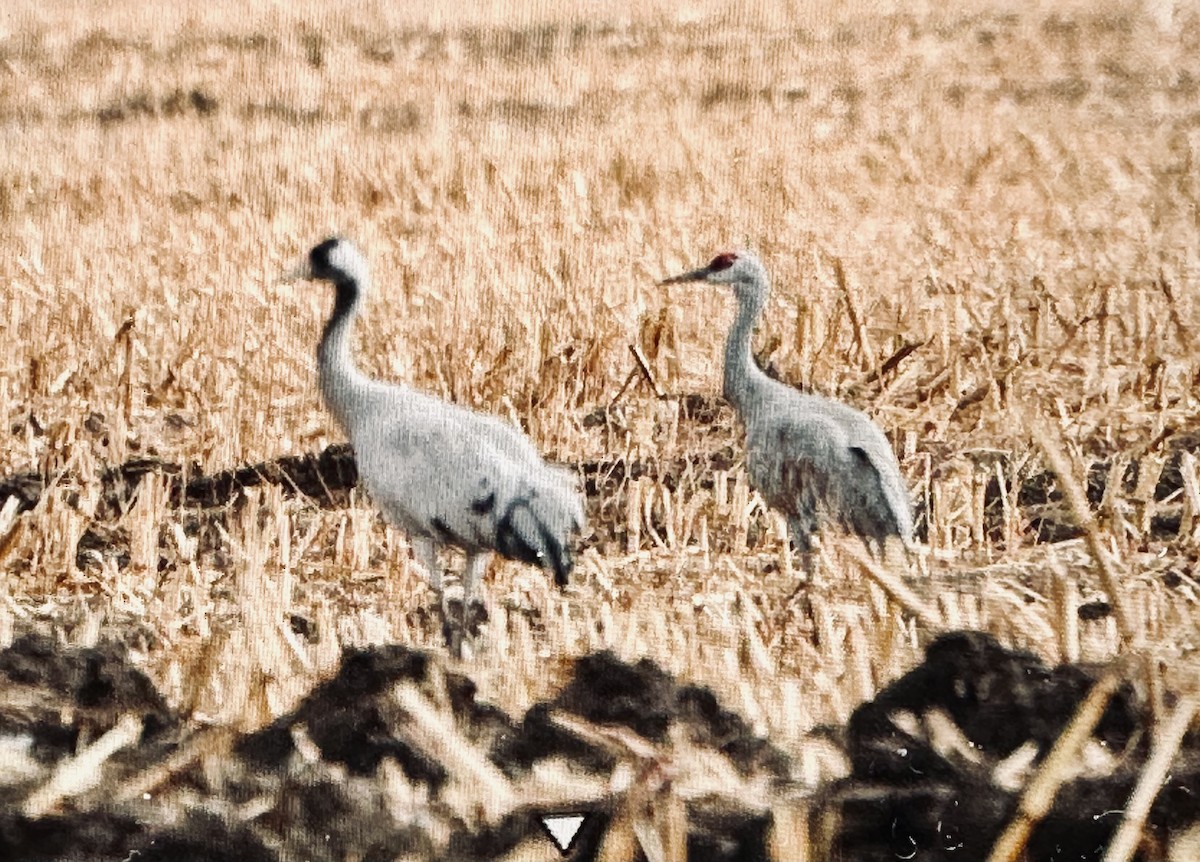 Common Crane - ML645731882