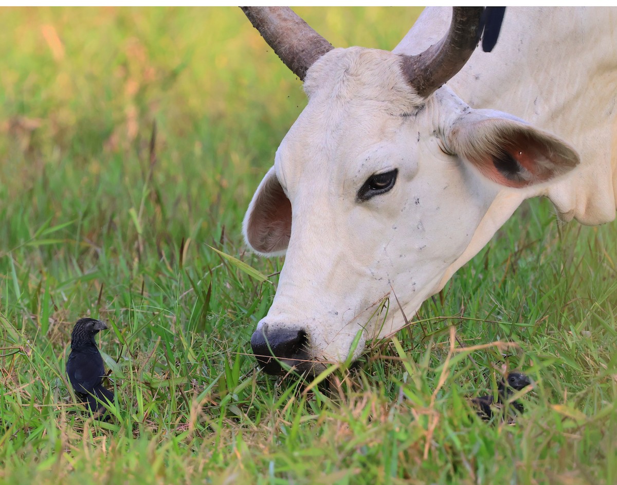 Groove-billed Ani - ML645731890