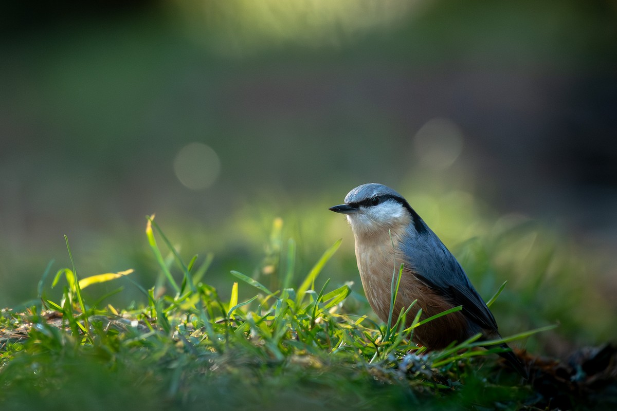 Garrapo eurasiarra - ML645731917