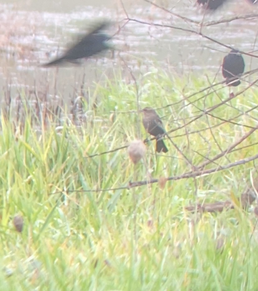 Tricolored Blackbird - ML645731924