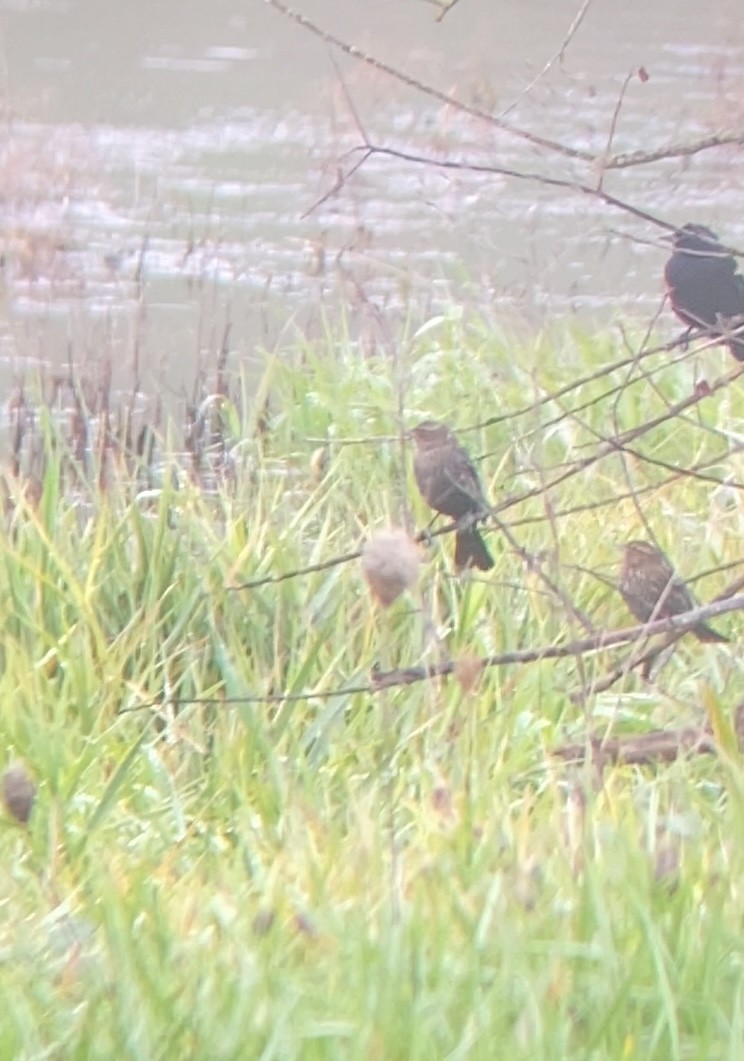 Tricolored Blackbird - ML645731925
