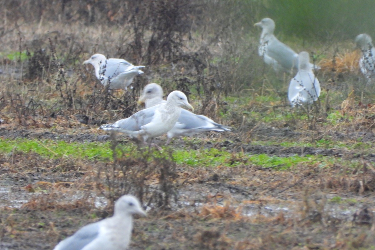 American Herring x Glaucous-winged Gull (hybrid) - ML645731929