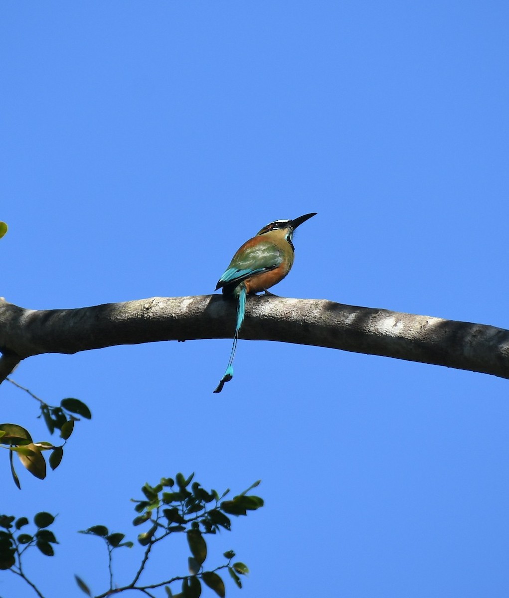 Момот рудочеревий - ML645731930