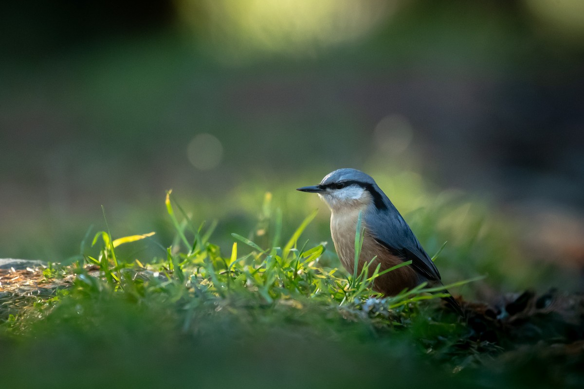 Garrapo eurasiarra - ML645731931