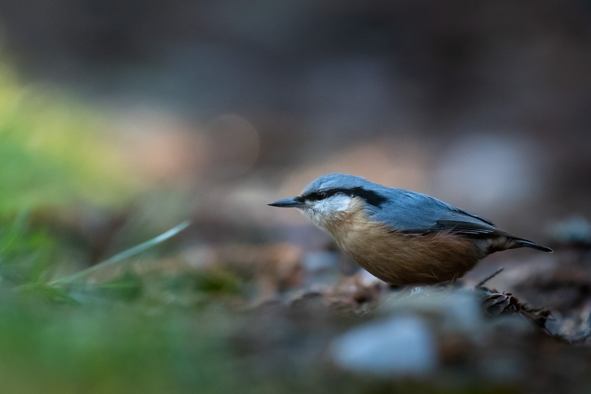 Garrapo eurasiarra - ML645731932