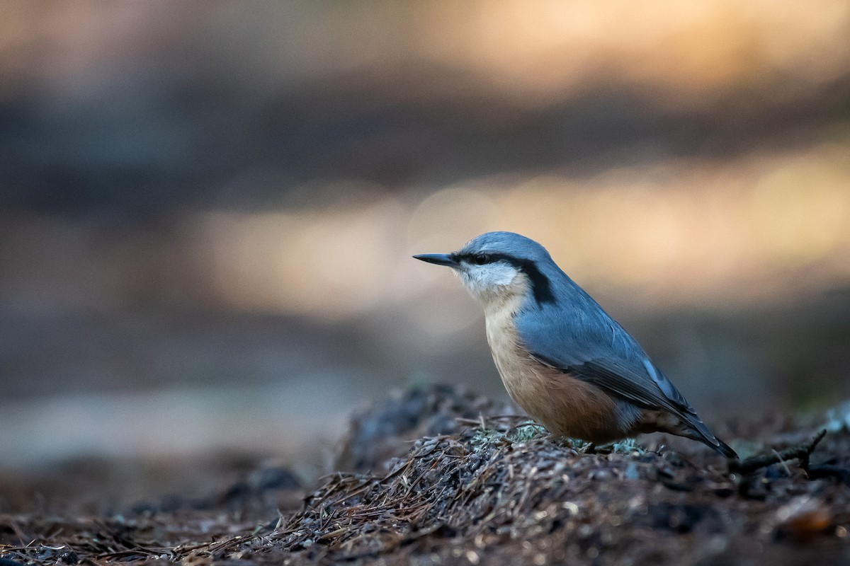 Garrapo eurasiarra - ML645731933