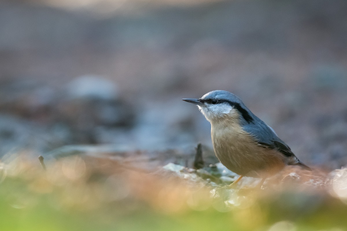 Garrapo eurasiarra - ML645731934