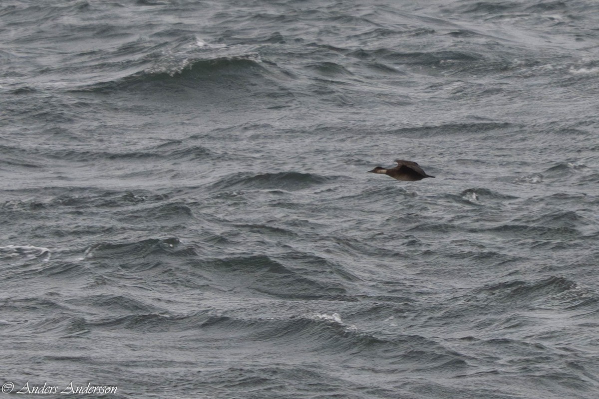 Ahatebeltz eurasiarra - ML645731939