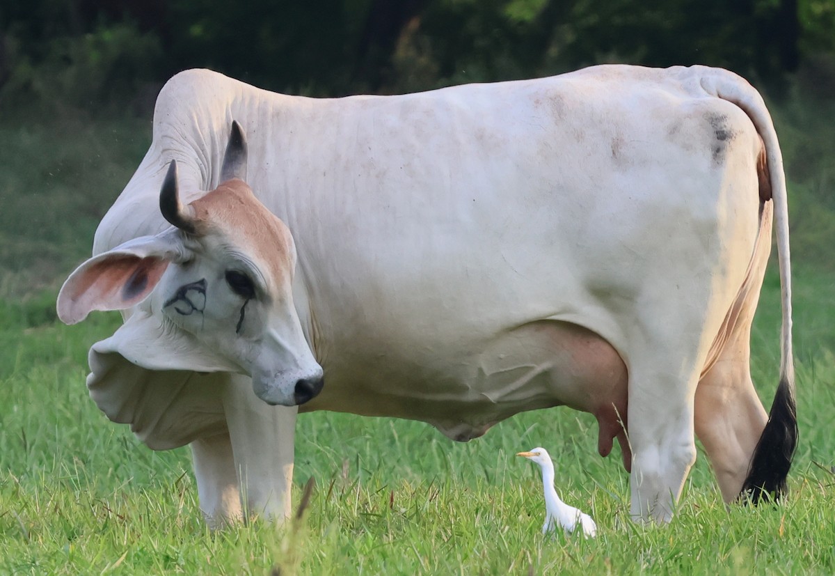 אנפית בקר מערבית - ML645731945