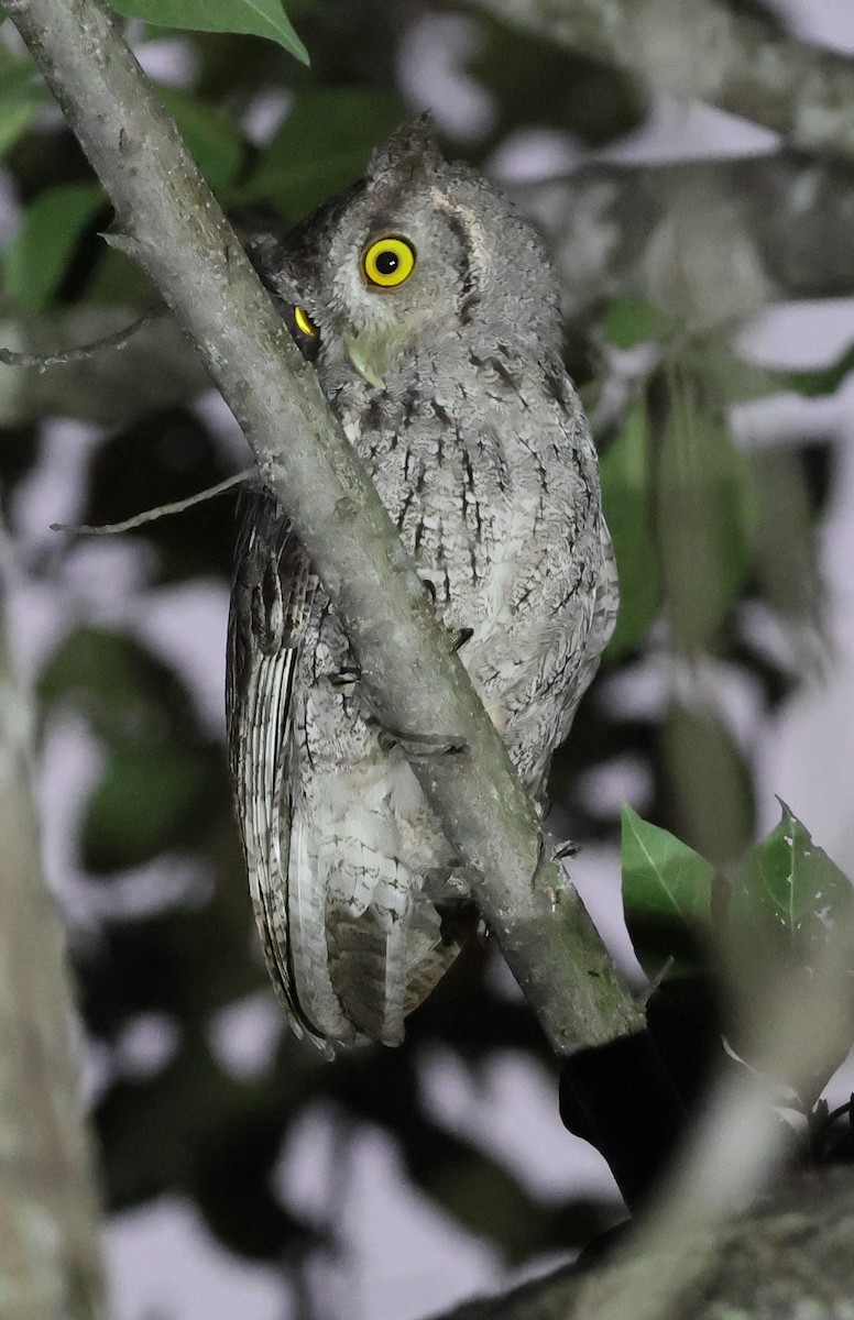 Pacific Screech-Owl - ML645731954