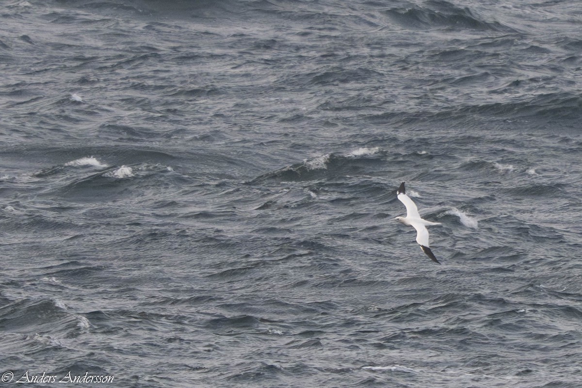 Northern Gannet - ML645731958