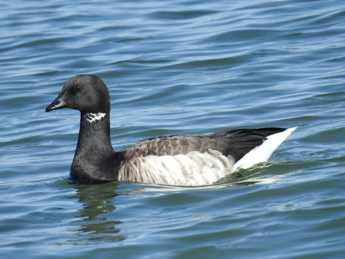 Yosun Kazı - ML645731962