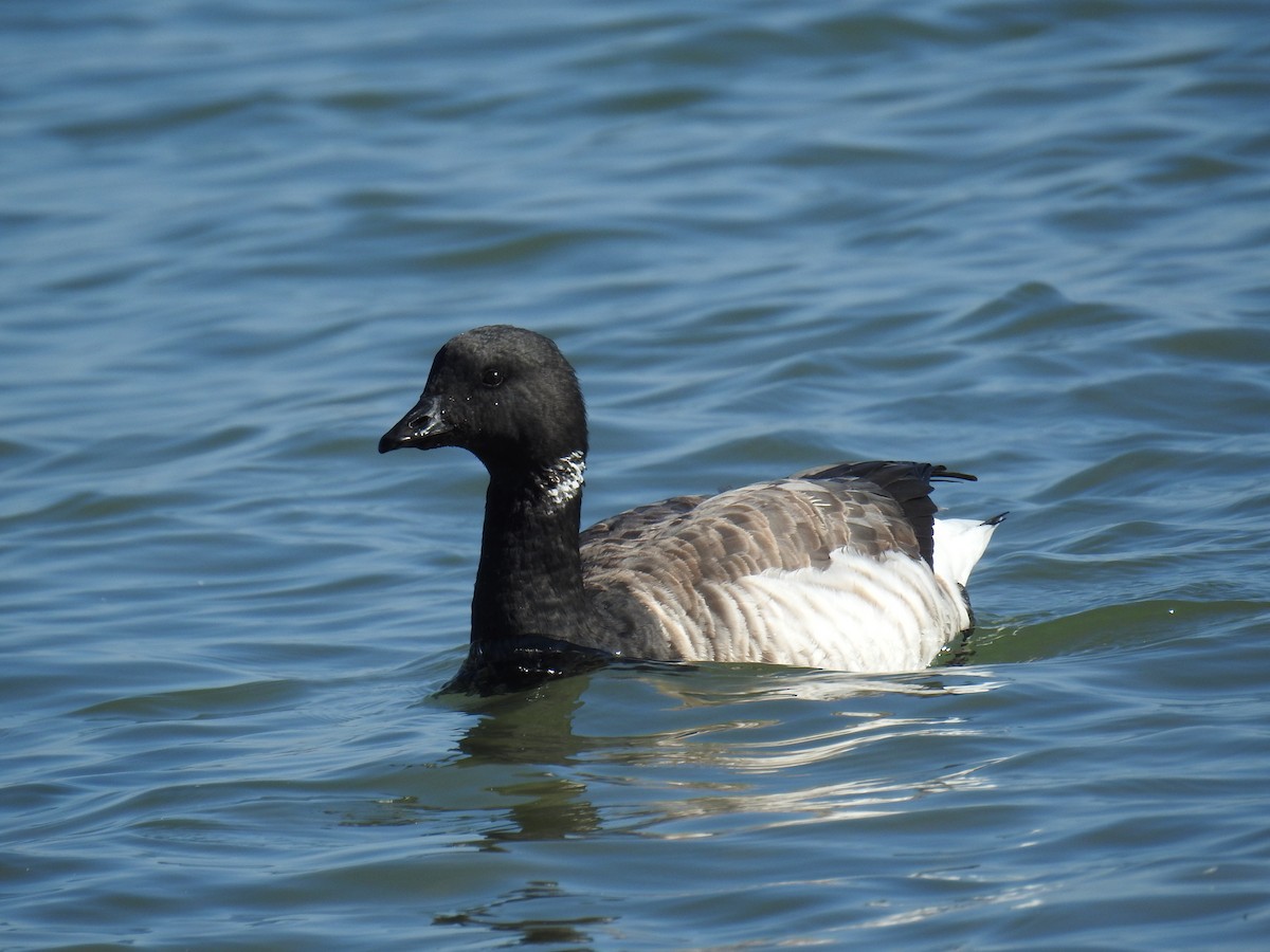 Yosun Kazı - ML645731963