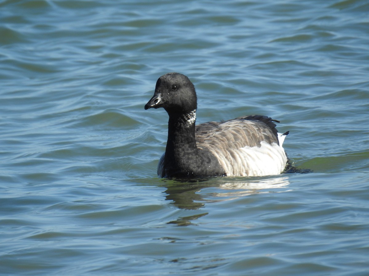 Yosun Kazı - ML645731964