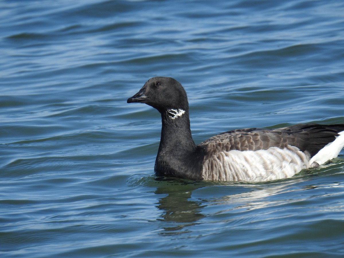 Yosun Kazı - ML645731967