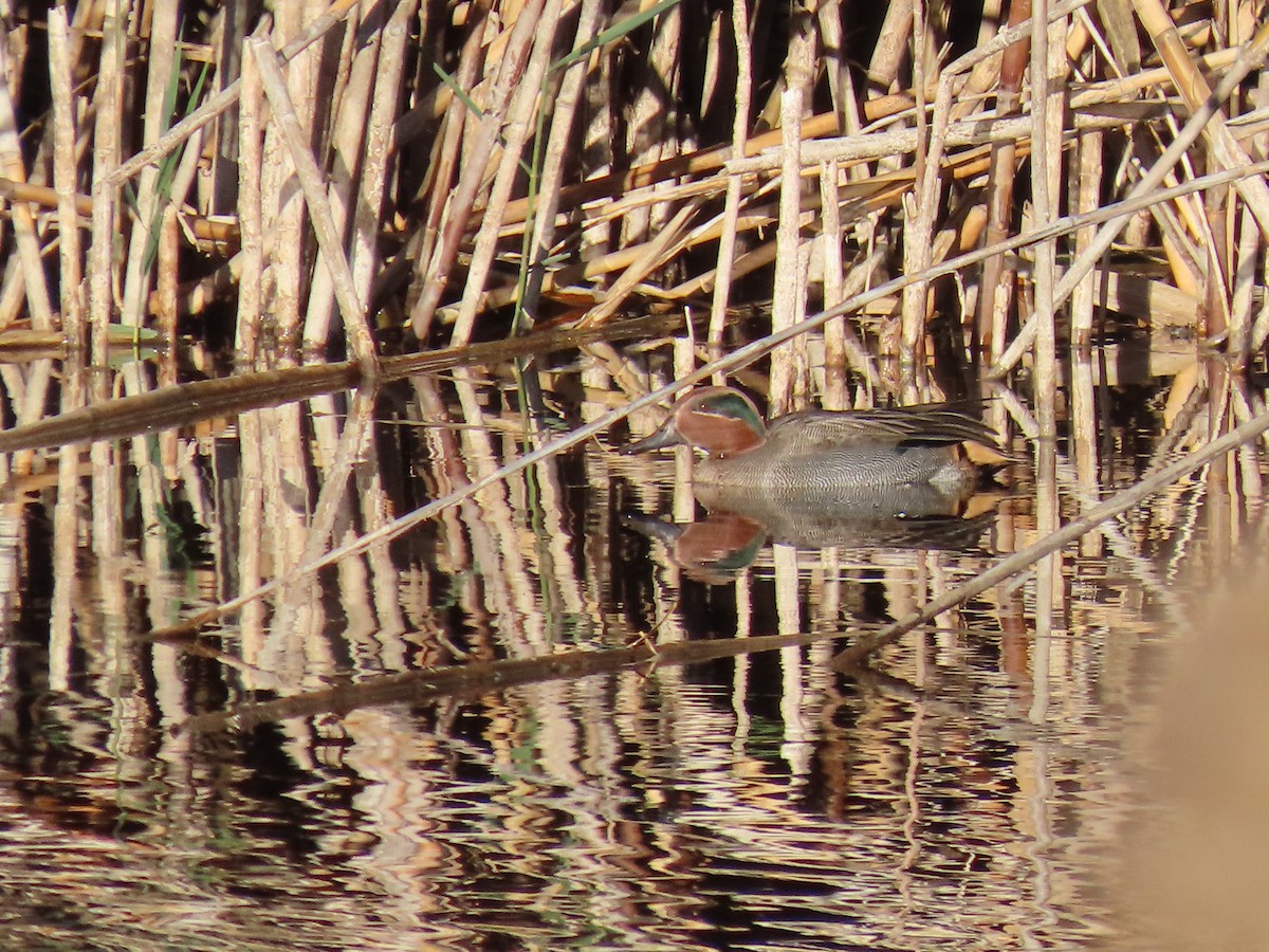 Çamurcun - ML645731970