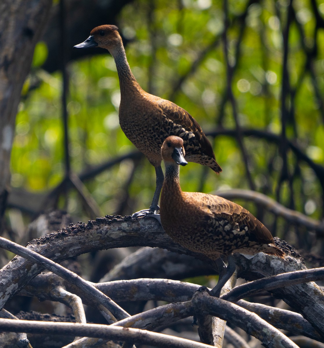 Karayip Islıkçı Ördeği - ML645731971