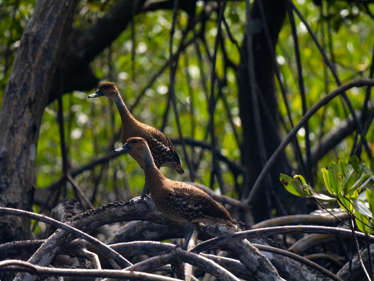 Karayip Islıkçı Ördeği - ML645731972
