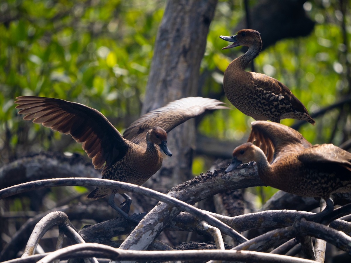 Karayip Islıkçı Ördeği - ML645731973