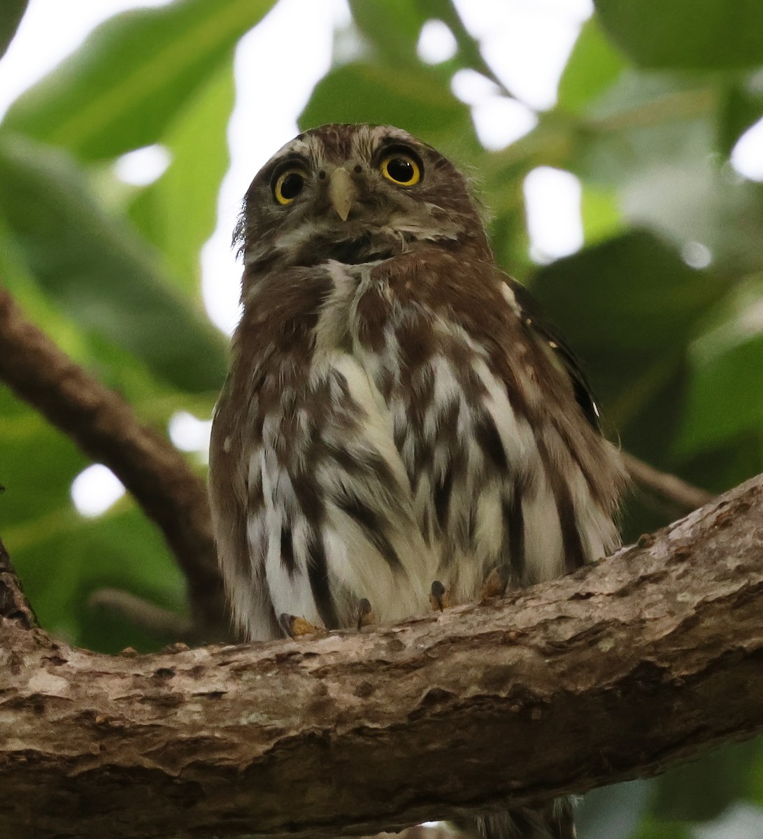 Kızıl Renkli Serçe Baykuşu - ML645731976