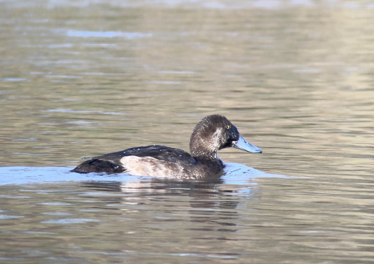 Karabaş Patka - ML645731977