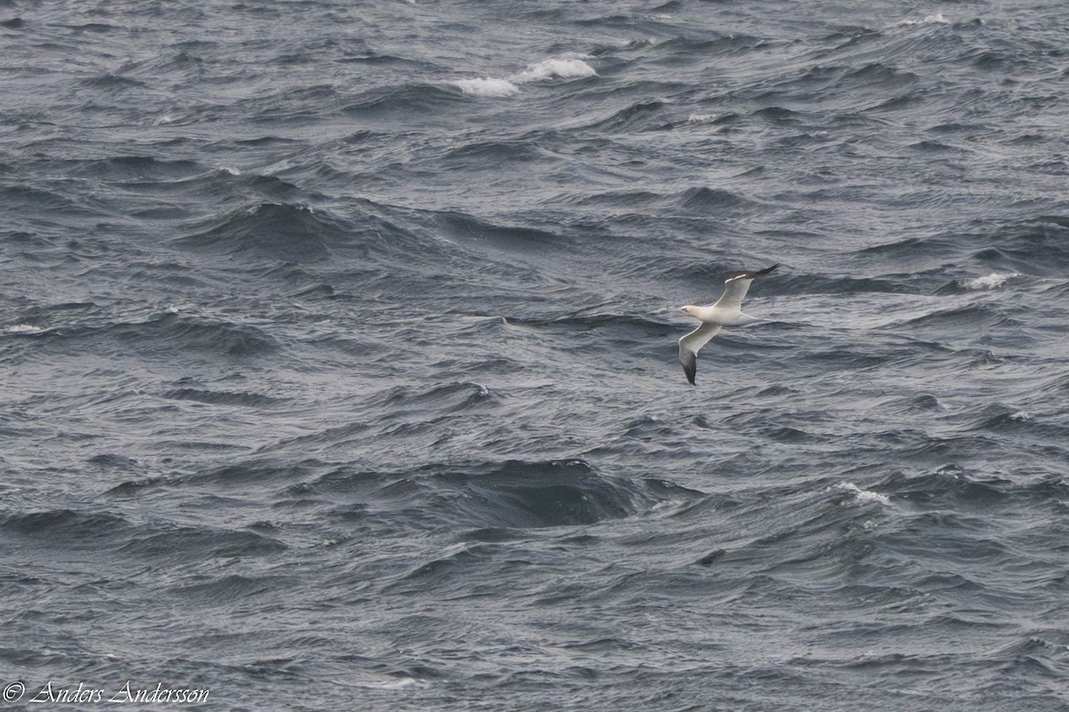 Sümsük - ML645731978