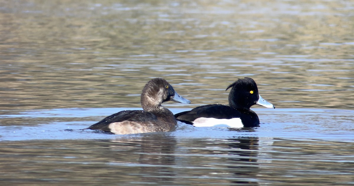 Karabaş Patka - ML645731979