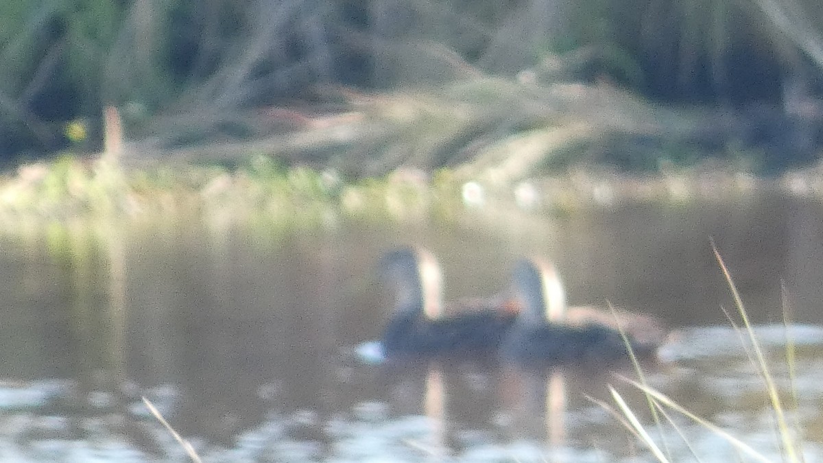 Florida Ördeği - ML645731980