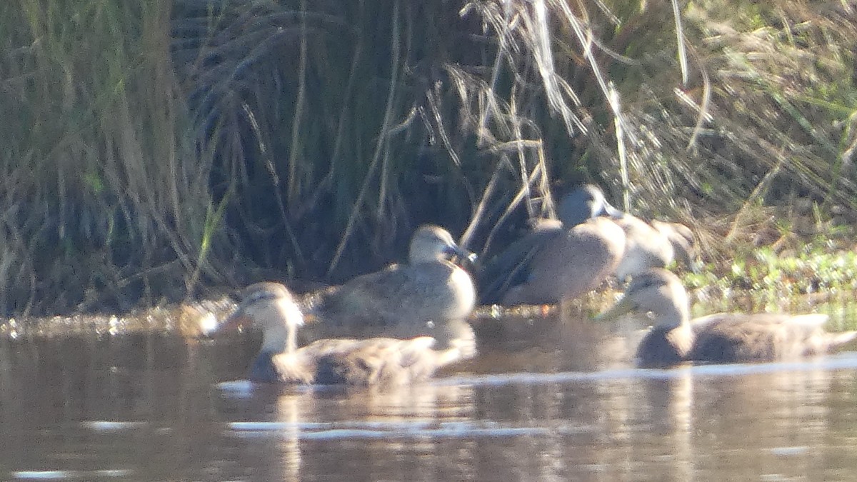 Florida Ördeği - ML645731981