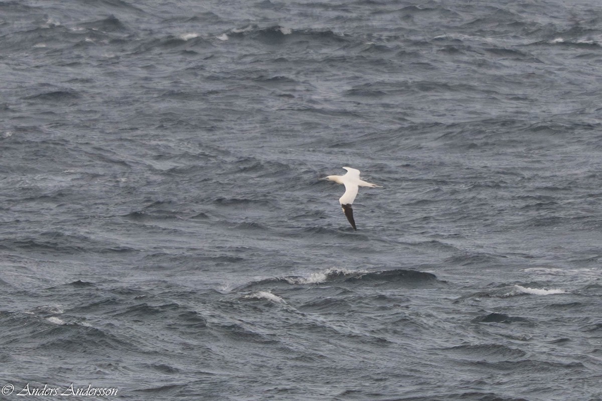 Sümsük - ML645731987